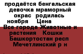 продаётся бенгальская девочка(мраморный окрас).родилась 5ноября, › Цена ­ 8 000 - Все города Животные и растения » Кошки   . Башкортостан респ.,Мечетлинский р-н